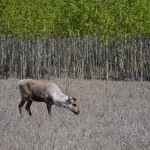 Caribou grazing in the Yukon Wildlife Preserve outside Whitehorse
