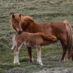 Häst med föl någonstans på norra Island.