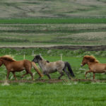 Galopperande hästar nära Laugarvatn, sydvästra Island.